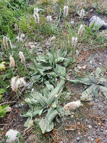 Plantain — Bild 3