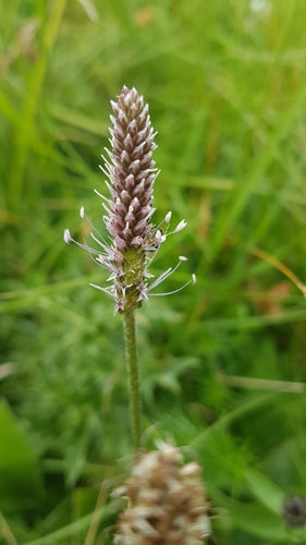 Plantain — Bild 5