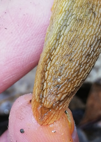 Limaces — Bild 4