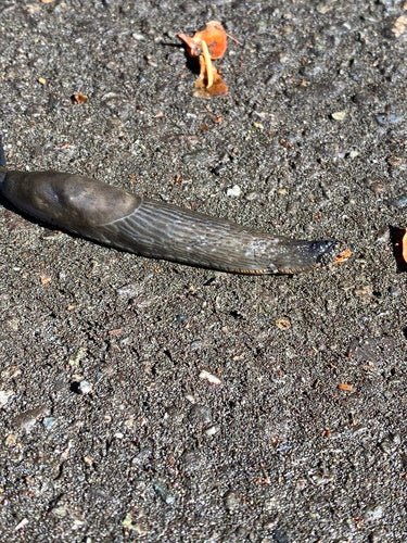 Limaces — Bild 2