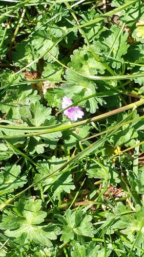 bec de géranium mou — Bild 2