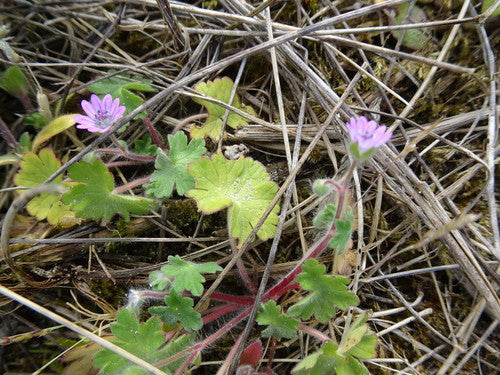 bec de géranium mou — Bild 4