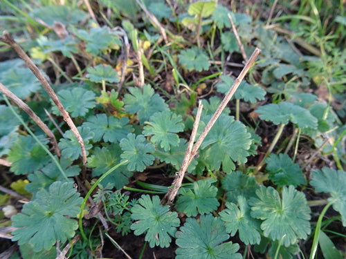 bec de géranium mou — Bild 3