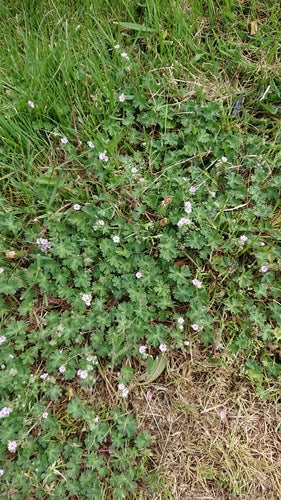 bec de géranium mou — Bild 5