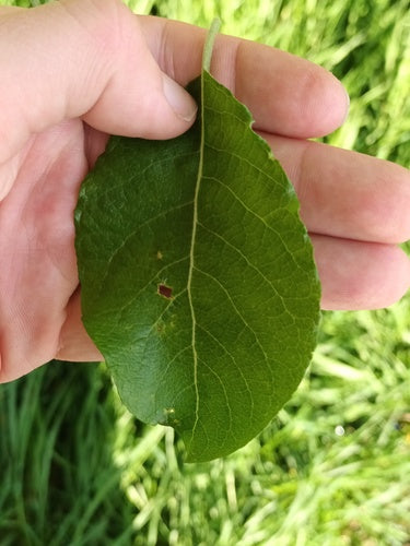 pâturage — Bild 3