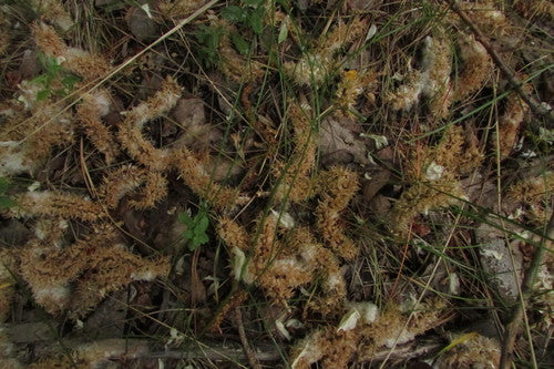 pâturage — Bild 5