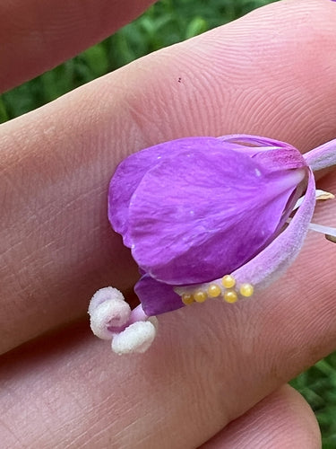 Épilobe — Bild 3