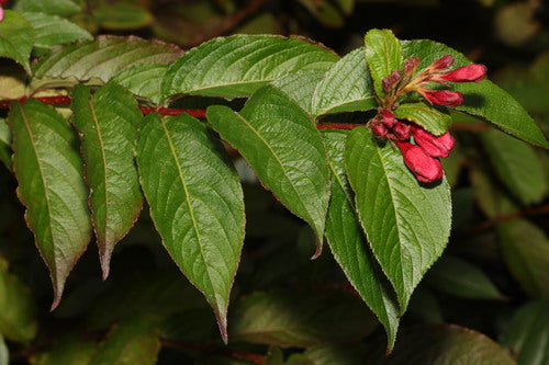 Weigela — Bild 5