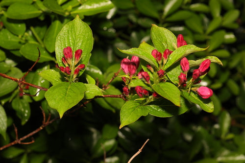 Weigela — Bild 4