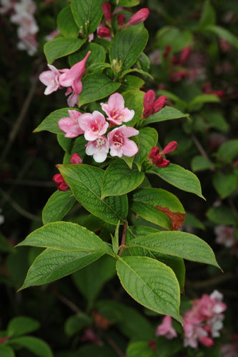 Weigela — Bild 3