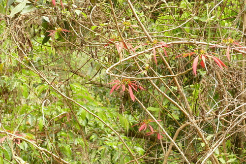 Poinsettia — photo 3 sur 8