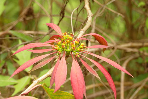 Poinsettia — photo 4 sur 8