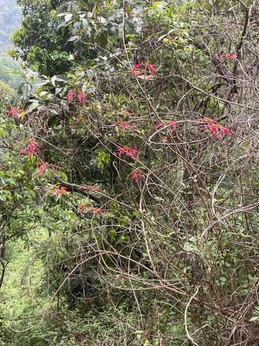 Poinsettia — photo 2 sur 8