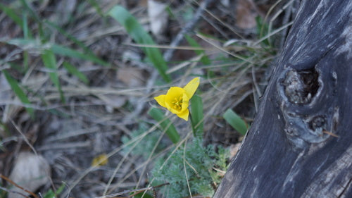 Tulipe de vigne — Bild 2