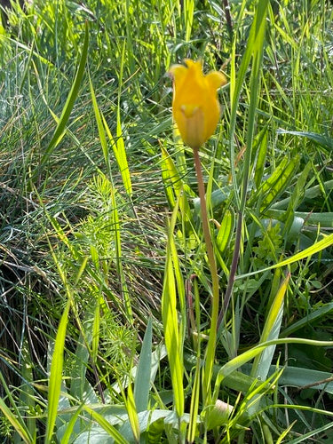 Tulipe de vigne — Bild 3
