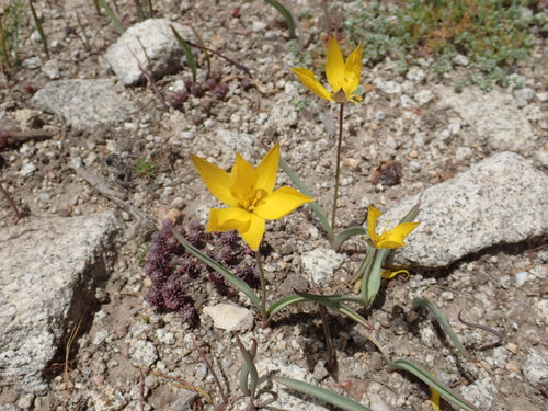Tulipe de vigne — Bild 5
