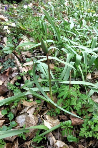 Tulipe de vigne — Bild 4