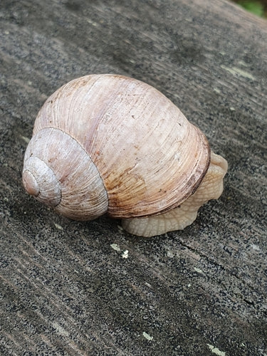 Escargot romain — Bild 3