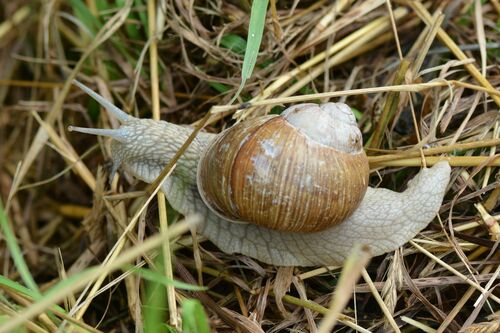 Escargot romain — Bild 4