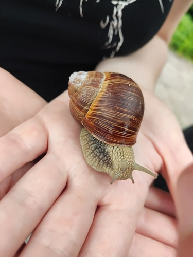 Escargot romain — Bild 2