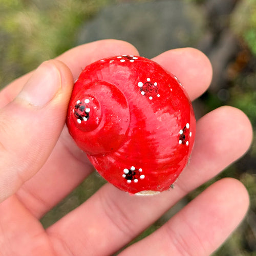 Escargot romain — Bild 5