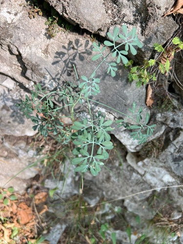 Rue — Bild 4
