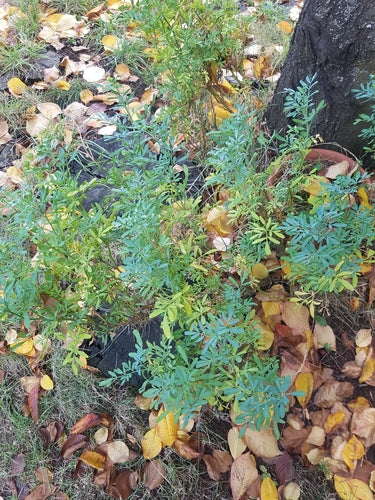 Rue — Bild 2