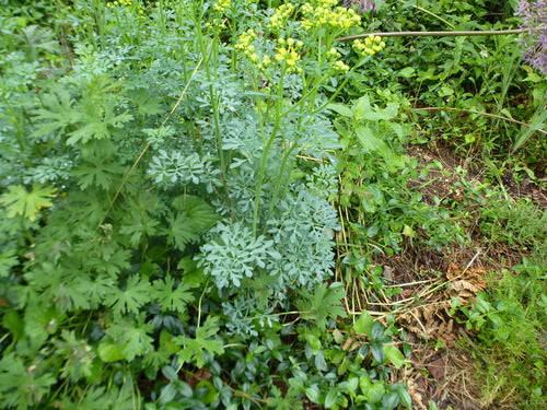 Rue — Bild 2
