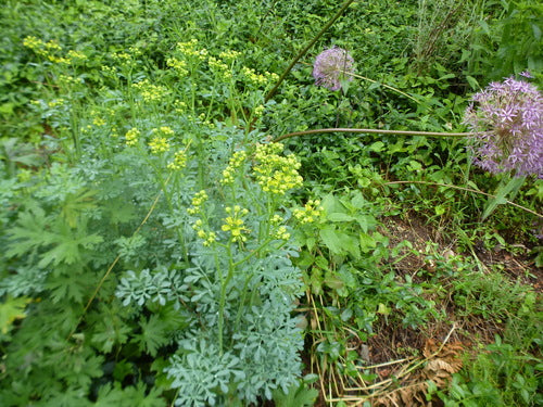 Rue — Bild 3