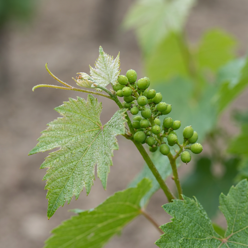 Vignes