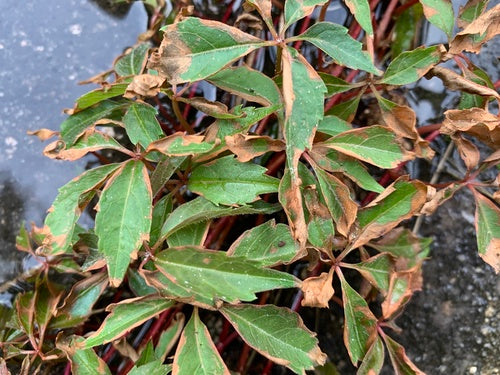 Vignes — Bild 4