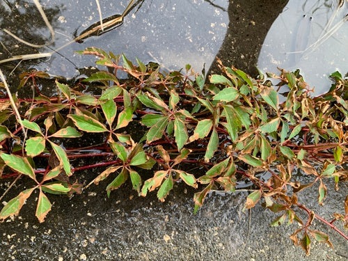 Vignes — Bild 3