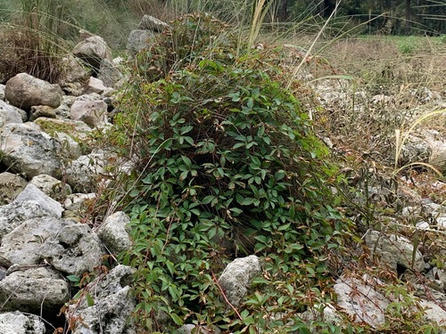 Vignes — Bild 2