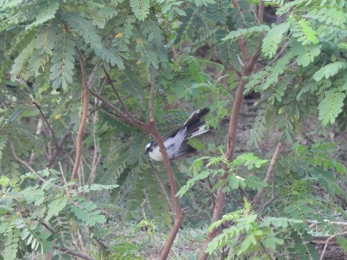 Fantail à sourcils blancs — photo 5 sur 8