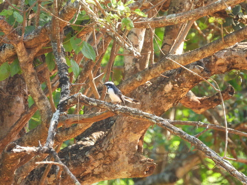 Fantail à sourcils blancs — photo 4 sur 8