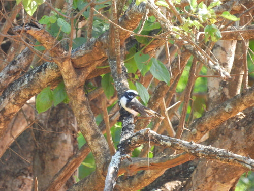 Fantail à sourcils blancs — photo 3 sur 8