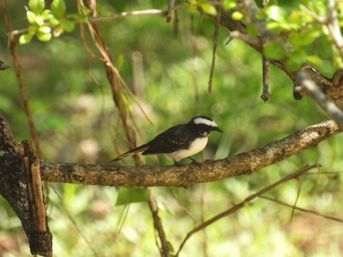 Fantail à sourcils blancs — photo 2 sur 8