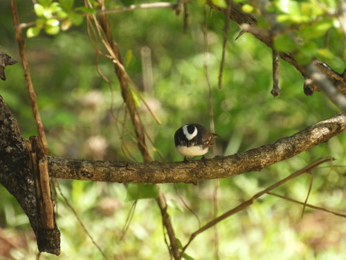 Fantail à sourcils blancs — photo 1 sur 8