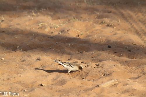 Bruant-tisserand à sourcils blancs — photo 4 sur 8