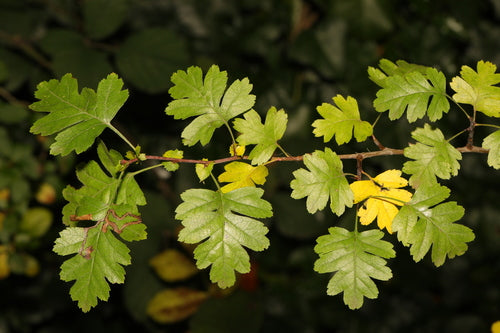 Naturaufnahme - Bild 5