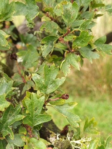 Naturaufnahme - Bild 7