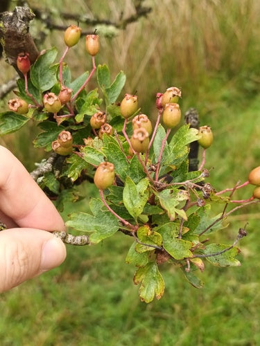 Naturaufnahme - Bild 8