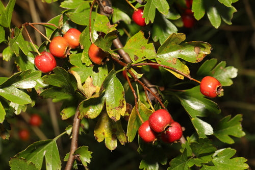 Naturaufnahme - Bild 2