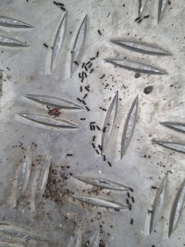 Fourmis blanches — Bild 1