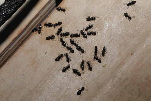 Fourmis blanches — Bild 2