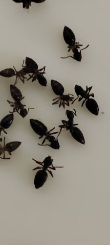 Fourmis blanches — Bild 5