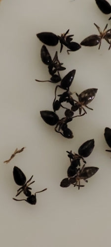 Fourmis blanches — Bild 4