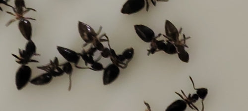 Fourmis blanches — Bild 3