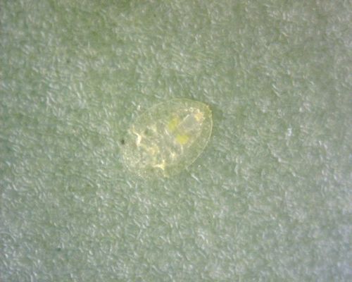 Les aleurodes — Bild 5