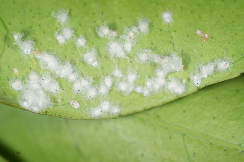 Les aleurodes — Bild 3
